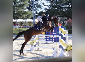 Ukrainian Riding Horse, Mare, 18 years, 16.1 hh, Brown