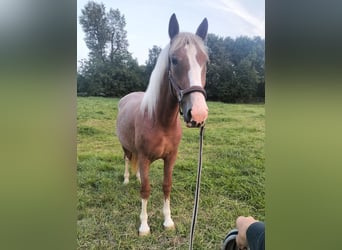 Ukrainian Riding Horse, Mare, 2 years, 14,2 hh, Chestnut