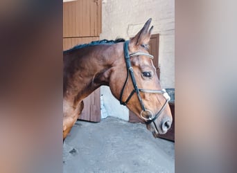 Ukrainian Riding Horse Mix, Mare, 4 years, 16 hh, Bay-Dark