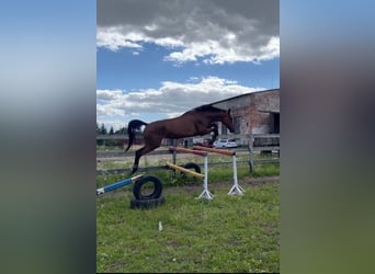 Ukrainian Riding Horse, Mare, 4 years, 17.1 hh, Bay