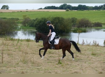 Ukrainian Riding Horse, Mare, 5 years, 15.2 hh, Brown