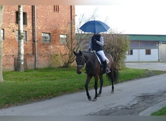 Ukrainian Riding Horse, Mare, 5 years, 16,1 hh, Brown