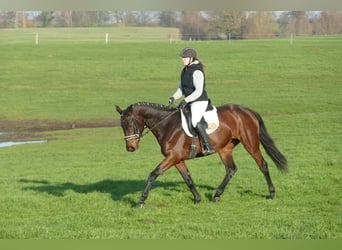 Ukrainian Riding Horse, Mare, 5 years, 16,1 hh, Brown