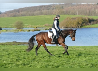 Ukrainian Riding Horse, Mare, 5 years, 16,1 hh, Brown