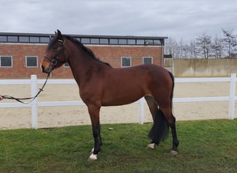 Ukrainian Riding Horse, Mare, 6 years, 14,2 hh, Brown