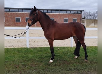 Ukrainian Riding Horse, Mare, 6 years, 14,2 hh, Brown