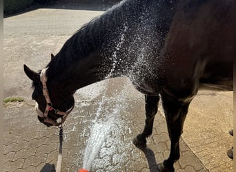 Ukrainian Riding Horse, Mare, 6 years, 14 hh, Black