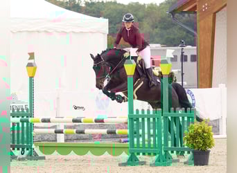 Ukrainian Riding Horse, Mare, 6 years, 16 hh, Bay-Dark