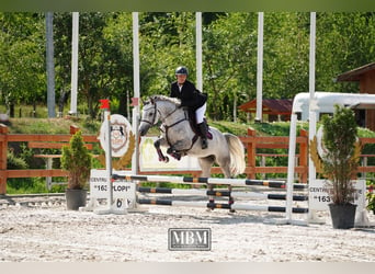 Ukrainian Riding Horse, Mare, 6 years, 16 hh, Gray