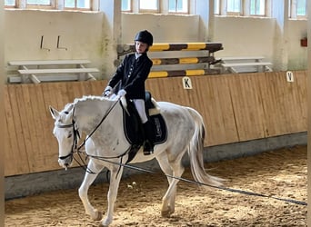 Ukrainian Riding Horse, Mare, 7 years, 15.1 hh, Gray
