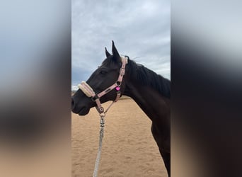Ukrainian Riding Horse, Mare, 7 years, 15,3 hh, Black