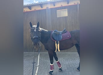 Ukrainian Riding Horse, Mare, 7 years, 15,3 hh, Black