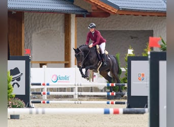 Ukrainian Riding Horse, Mare, 7 years, 16 hh, Bay-Dark