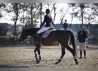 Ukrainian Riding Horse, Mare, 7 years, 16 hh, Bay-Dark