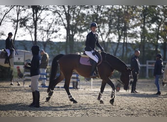 Ukrainian Riding Horse, Mare, 7 years, 16 hh, Bay-Dark