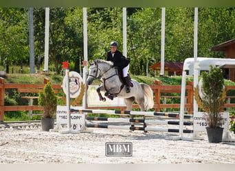 Ukrainian Riding Horse, Mare, 7 years, 16 hh, Gray