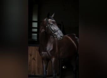 Ukrainian Riding Horse, Mare, 7 years, 17 hh, Black