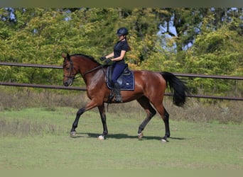 Ukrainian Riding Horse Mix, Mare, 7 years, 17 hh, Brown-Light