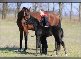 Ukrainian Riding Horse Mix, Mare, 7 years, 17 hh, Brown-Light