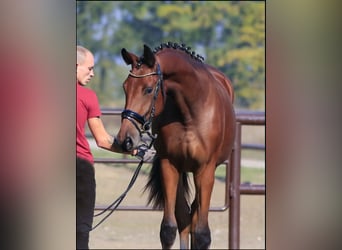 Ukrainian Riding Horse Mix, Mare, 7 years, 17 hh, Brown-Light