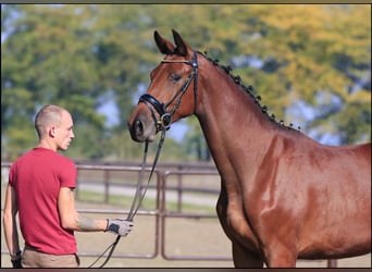 Ukrainian Riding Horse Mix, Mare, 7 years, 17 hh, Brown-Light