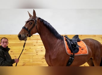 Ukrainian Riding Horse Mix, Mare, 7 years, 17 hh, Brown-Light