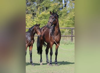 Ukrainian Riding Horse, Mare, 8 years