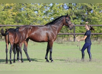 Ukrainian Riding Horse, Mare, 8 years