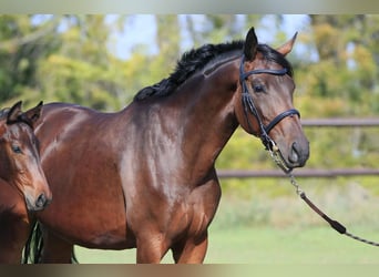 Ukrainian Riding Horse, Mare, 8 years