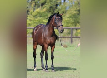 Ukrainian Riding Horse, Mare, 8 years