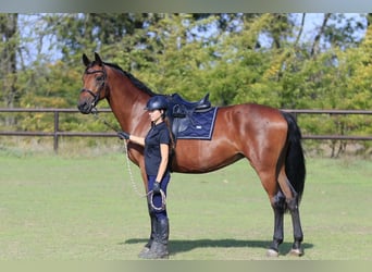 Ukrainian Riding Horse, Mare, 8 years