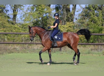 Ukrainian Riding Horse, Mare, 8 years