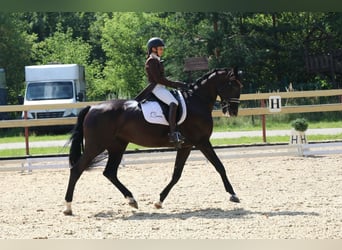 Ukrainian Riding Horse Mix, Mare, 9 years, 16.2 hh, Black