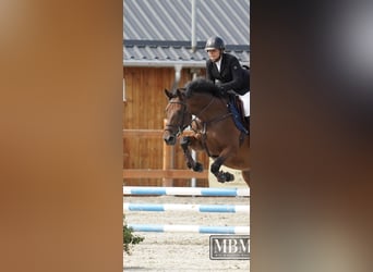 Ukrainian Riding Horse, Mare, 9 years, 16 hh, Bay