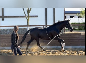 Ukrainian Riding Horse Mix, Mare, 9 years, 17.1 hh, Black
