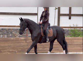 Ukrainian Riding Horse Mix, Mare, 9 years, 17.1 hh, Black