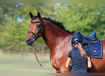Ukrainian Riding Horse, Mare, 9 years
