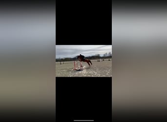 Ukrainian Riding Horse, Stallion, 10 years, 16 hh