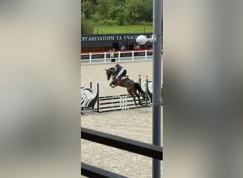 Ukrainian Riding Horse, Stallion, 4 years, 16.1 hh