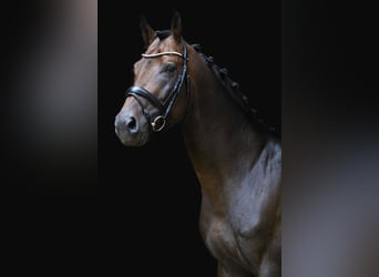 Ukrainian Riding Horse, Stallion, 5 years, 16.1 hh, Brown