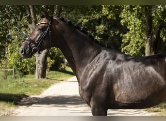 Ukrainian Riding Horse, Stallion, 6 years, 16.1 hh, Brown