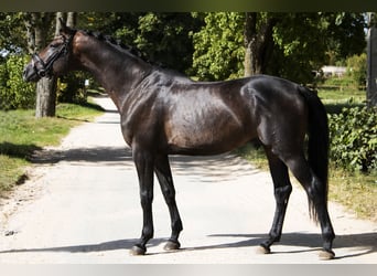 Ukrainian Riding Horse, Stallion, 6 years, 16.1 hh, Brown