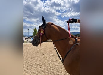 Ukrainian Riding Horse, Stallion, 9 years, 16 hh, Chestnut-Red