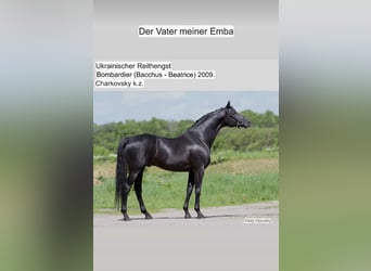 Ukrainiens, Étalon, 4 Ans, 158 cm, Bai brun