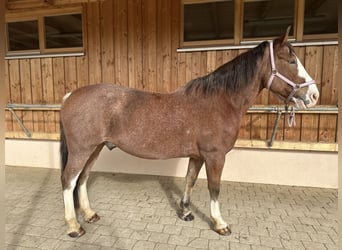 Ukrainiens, Hongre, 12 Ans, 162 cm, Bai