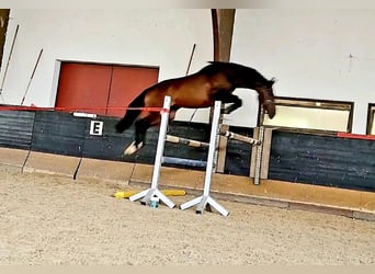 Ukrainiens Croisé, Hongre, 5 Ans, 165 cm, Bai brun