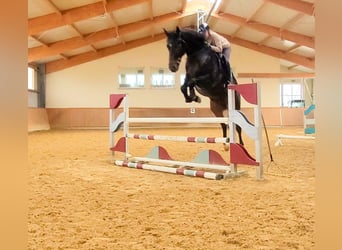 Ukrainiens Croisé, Hongre, 5 Ans, 165 cm, Bai brun