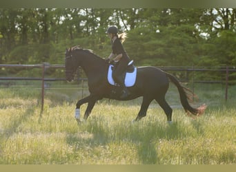 Ukrainiens Croisé, Jument, 9 Ans, 177 cm, Noir