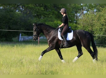 Ukrainiens Croisé, Jument, 9 Ans, 177 cm, Noir