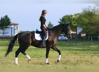 Ukrainer Blandning, Stute, 9 Jahre, 177 cm, Rappe